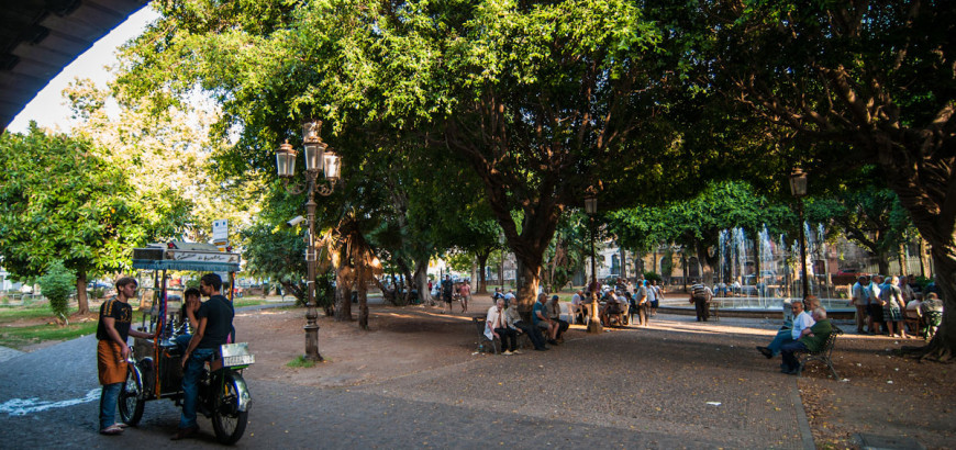 The garden