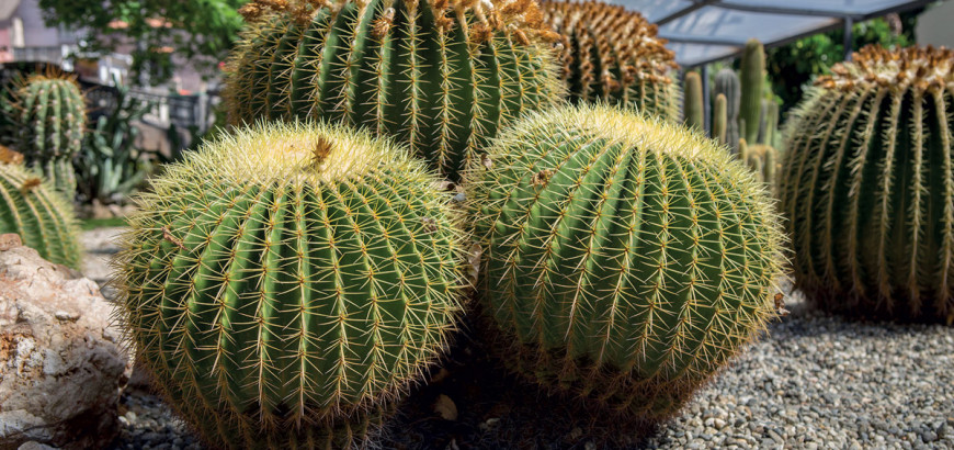 Particolare Cuscino - Orto Botanico Catania