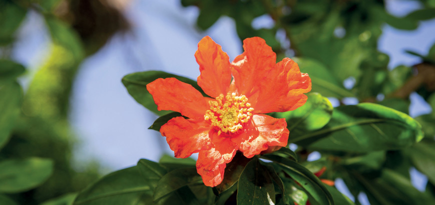 Particolare fiore del melograno