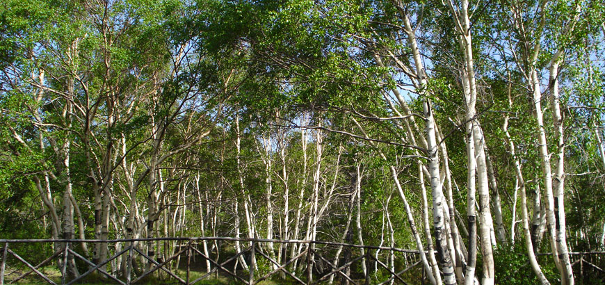 Birch, Etna