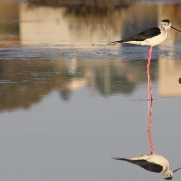 Natural reserve Saline of Priolo