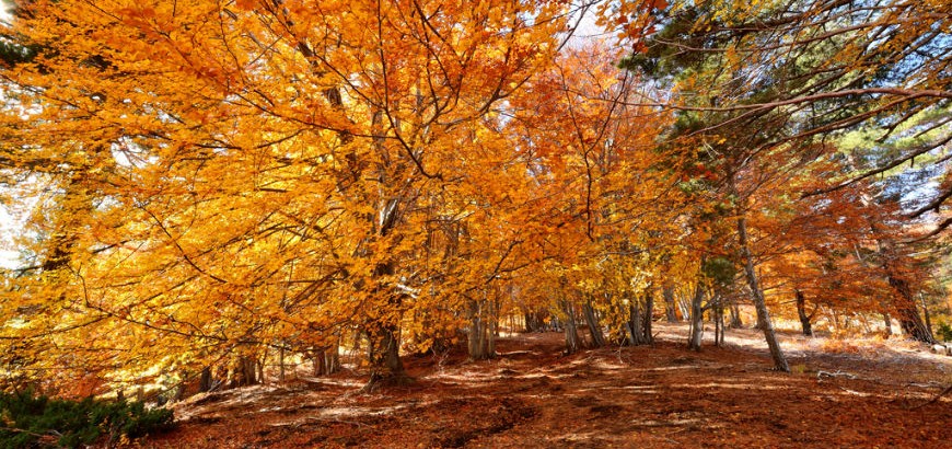 The wood of Piano Provenzana