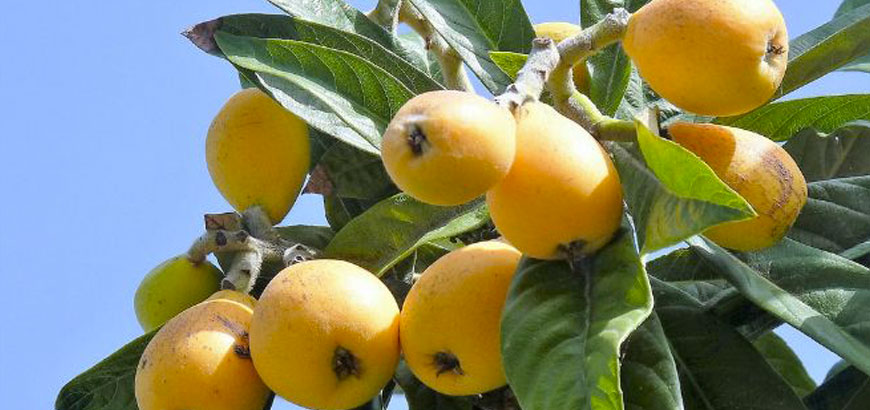 Loquat Festival in Calatabiano