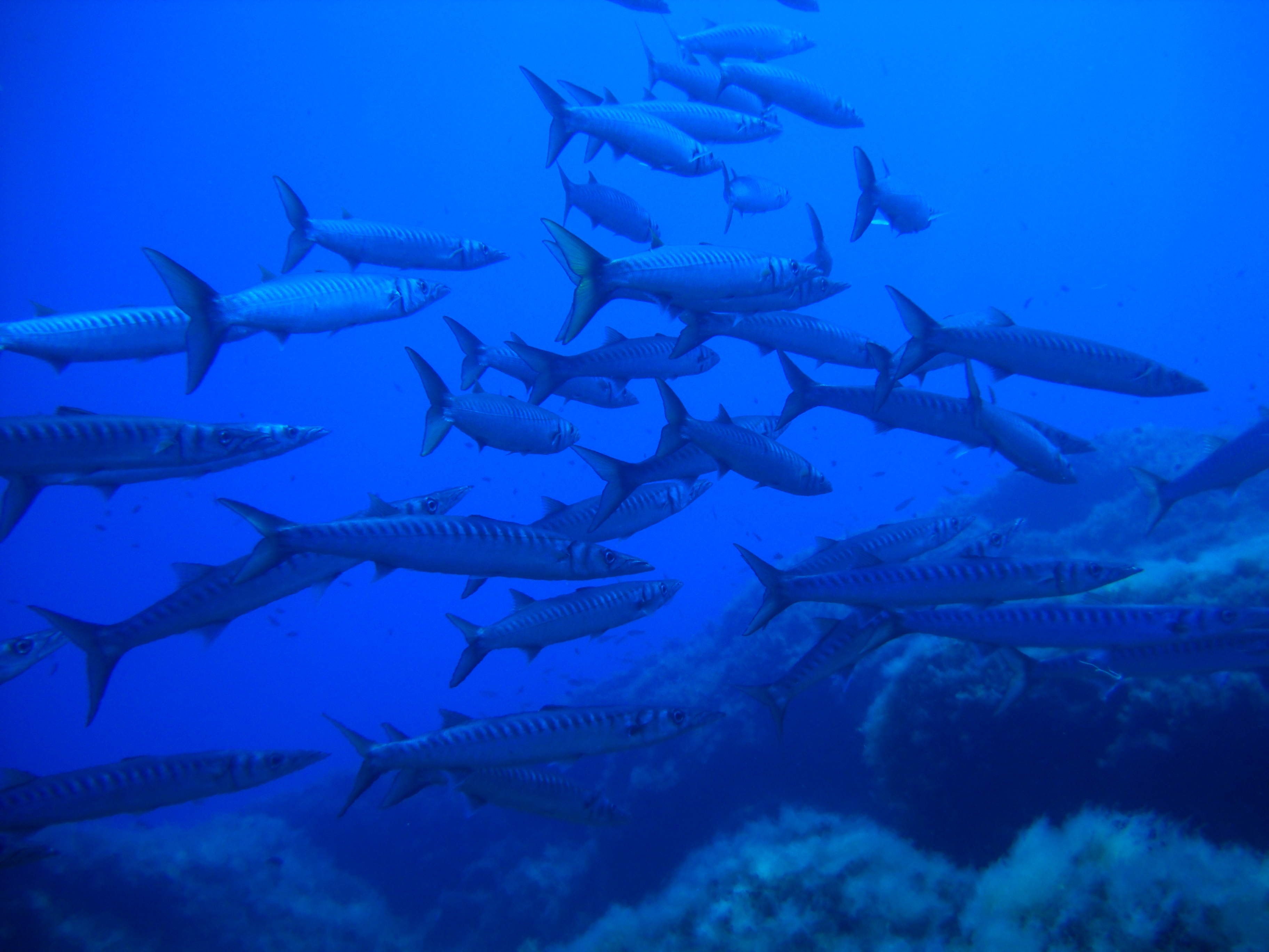Scuba Diving