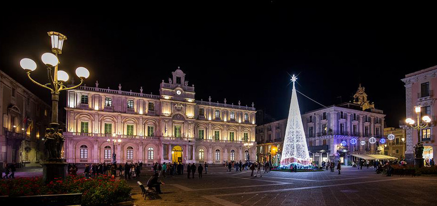 Albero in piazza Università