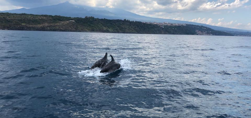 I delfini ad Aci Trezza
