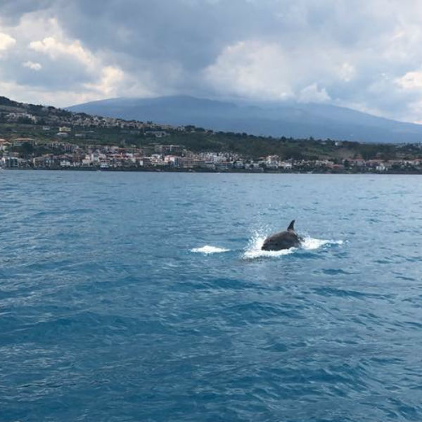 I delfini ad Aci Trezza