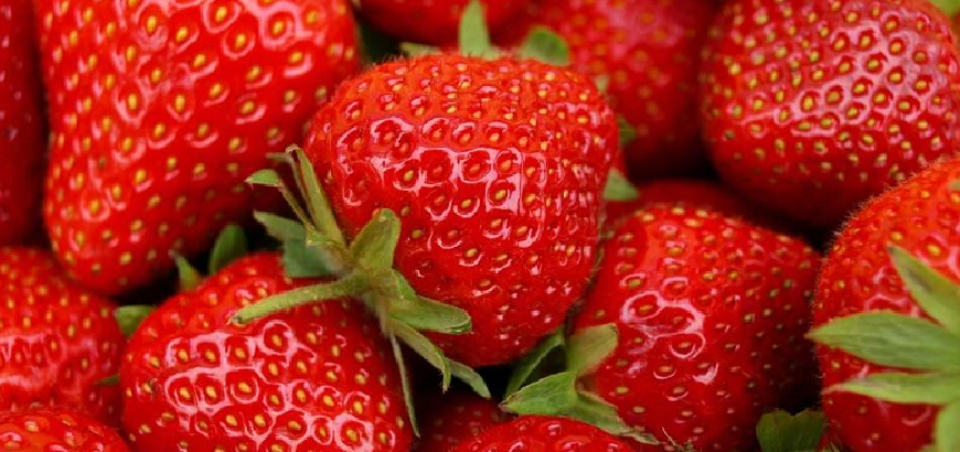 Sagra Fragole Maletto 2023