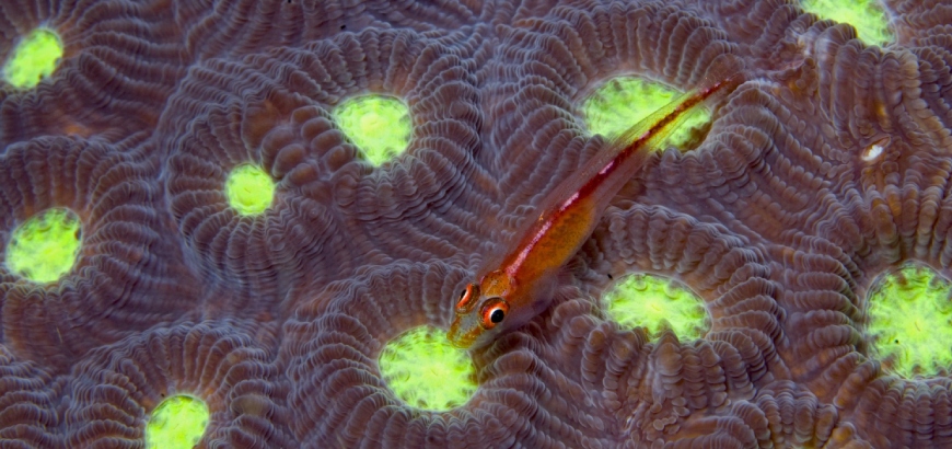 Particolare della mostra Siracusa Illusiocean